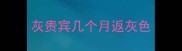 灰贵宾几个月返灰色