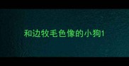 和边牧毛色像的小狗