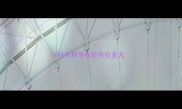 哈市那里收拉布拉多犬