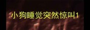 小狗睡觉突然惊叫