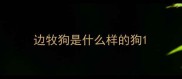 边牧狗是什么样的狗