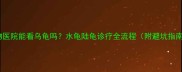 宠物医院能看乌龟吗水龟陆龟诊疗全流程附避坑指南