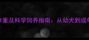 赛级金毛成年体重及科学饲养指南从幼犬到成年的健康管理全