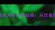 四个月大的古代牧羊犬养护全指南从饮食到训练的实用技巧
