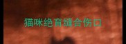 猫咪绝育缝合伤口
