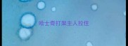 哈士奇打架主人拉住