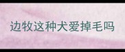 边牧这种犬爱掉毛吗