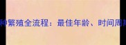 金毛犬科学配种繁殖全流程最佳年龄时间周期及注意事项