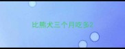 比熊犬三个月吃多