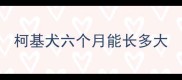 柯基犬六个月能长多大