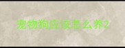 宠物狗应该怎么养