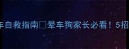 拉布拉多乘车晕车自救指南晕车狗家长必看5招让狗狗不再吐车