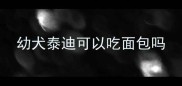 幼犬泰迪可以吃面包吗