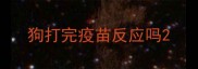 狗打完疫苗反应吗