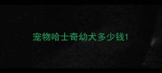 宠物哈士奇幼犬多少钱