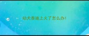 幼犬泰迪上火了怎么办