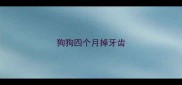 狗狗四个月掉牙齿