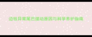 边牧异常尾巴摆动原因与科学养护指南