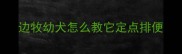 边牧幼犬怎么教它定点排便
