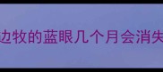 边牧的蓝眼几个月会消失