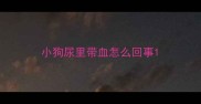 小狗尿里带血怎么回事