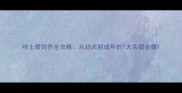 哈士奇饲养全攻略从幼犬到成年的7大关键步骤