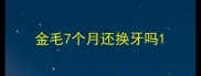 金毛7个月还换牙吗