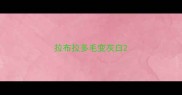 拉布拉多毛变灰白
