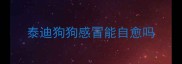 泰迪狗狗感冒能自愈吗