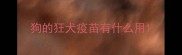 狗的狂犬疫苗有什么用