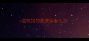 边牧狗的皮肤病怎么办