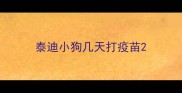 泰迪小狗几天打疫苗