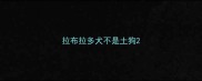 拉布拉多犬不是土狗