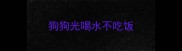 狗狗光喝水不吃饭