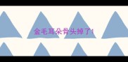 金毛耳朵骨头掉了