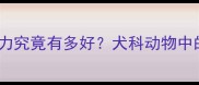 哈士奇视力究竟有多好犬科动物中的超能眼