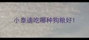 小泰迪吃哪种狗粮好