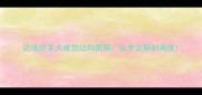 边境牧羊犬嘴部结构图解从专业解剖角度