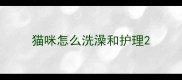 猫咪怎么洗澡和护理