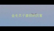 金毛爪子磨损的厉害
