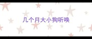 几个月大小狗听唤