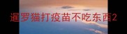 暹罗猫打疫苗不吃东西
