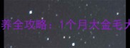 金毛幼犬30天饲养全攻略1个月大金毛犬科学养护指南