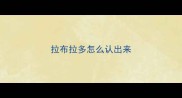 拉布拉多怎么认出来