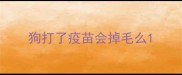 狗打了疫苗会掉毛么