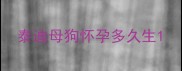 泰迪母狗怀孕多久生