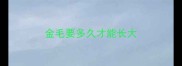 金毛要多久才能长大