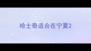 哈士奇适合在宁夏