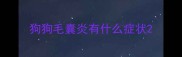 狗狗毛囊炎有什么症状