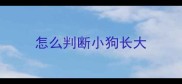 怎么判断小狗长大
